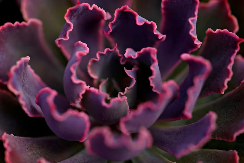 Succulents